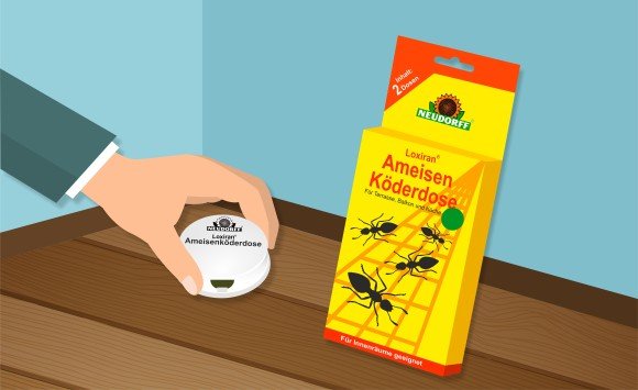 5 Effektive Hausmittel Um Ameisen In Der Wohnung Zu Bekampfen Movu